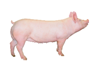 大约克母猪和长白母猪的特点