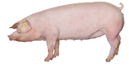 大约克母猪和长白母猪的特点