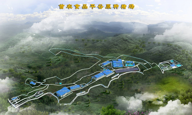 首农集团:首批825头中育配套系种猪进场隔离饲养,年底存栏预计可达1.8万头