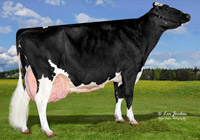 奶牛种业的昨天、今天和明天