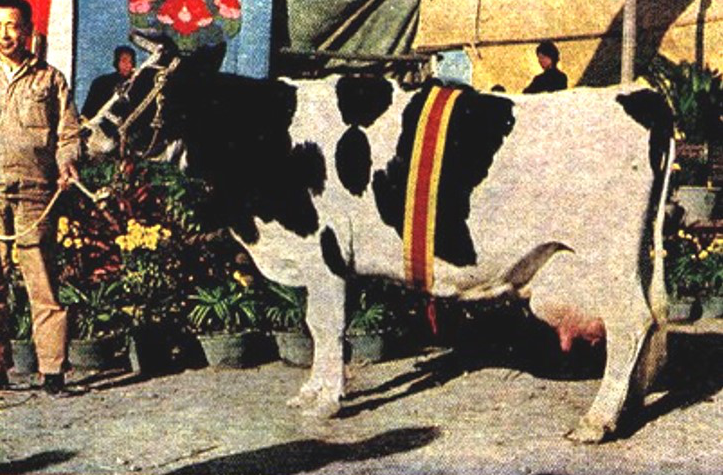 奶牛种业的昨天、今天和明天