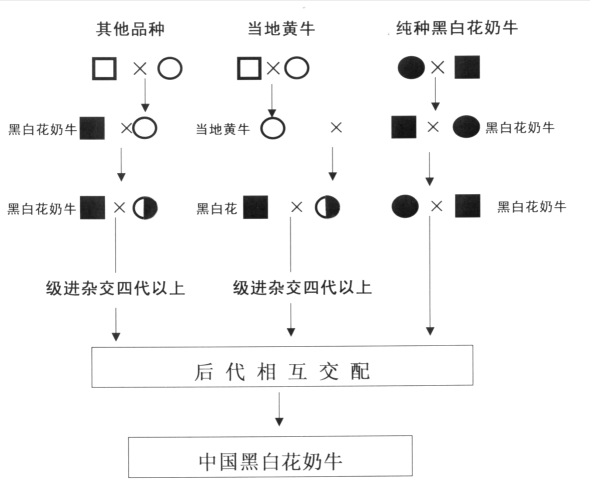 奶牛种业的昨天、今天和明天