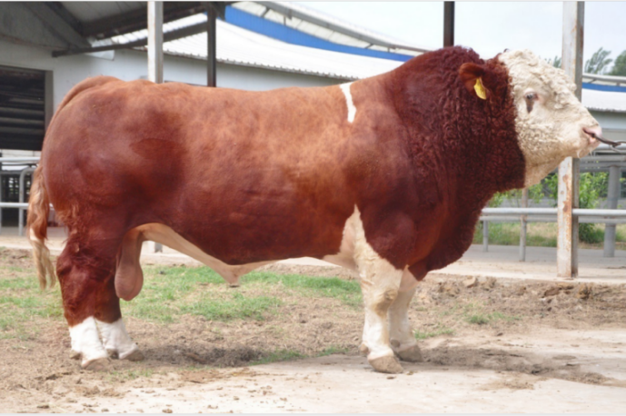 肉牛种业的昨天、今天和明天