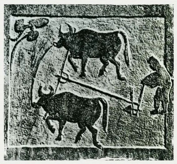 肉牛种业的昨天、今天和明天