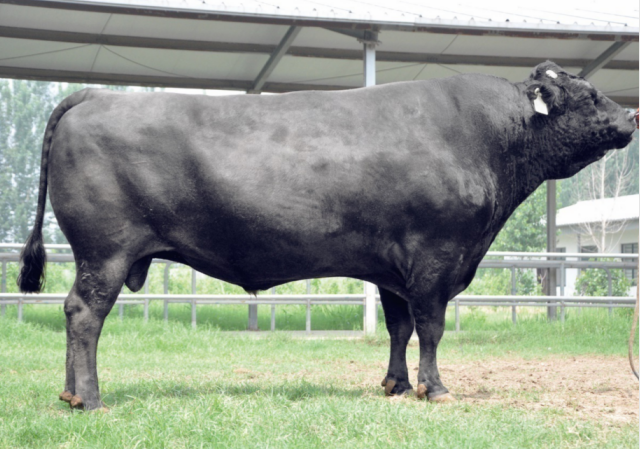 肉牛种业的昨天、今天和明天