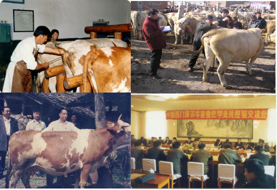 肉牛种业的昨天、今天和明天