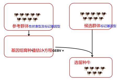 肉牛种业的昨天、今天和明天