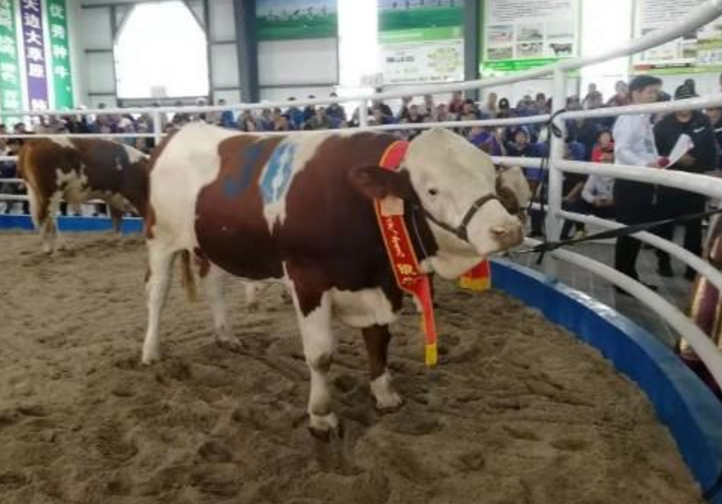 肉牛种业的昨天、今天和明天