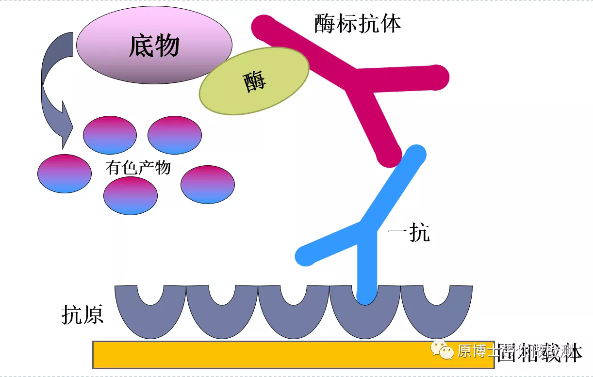 有33种,你知道选择哪一款非洲猪瘟病毒抗体检测试剂盒吗?这里有答案
