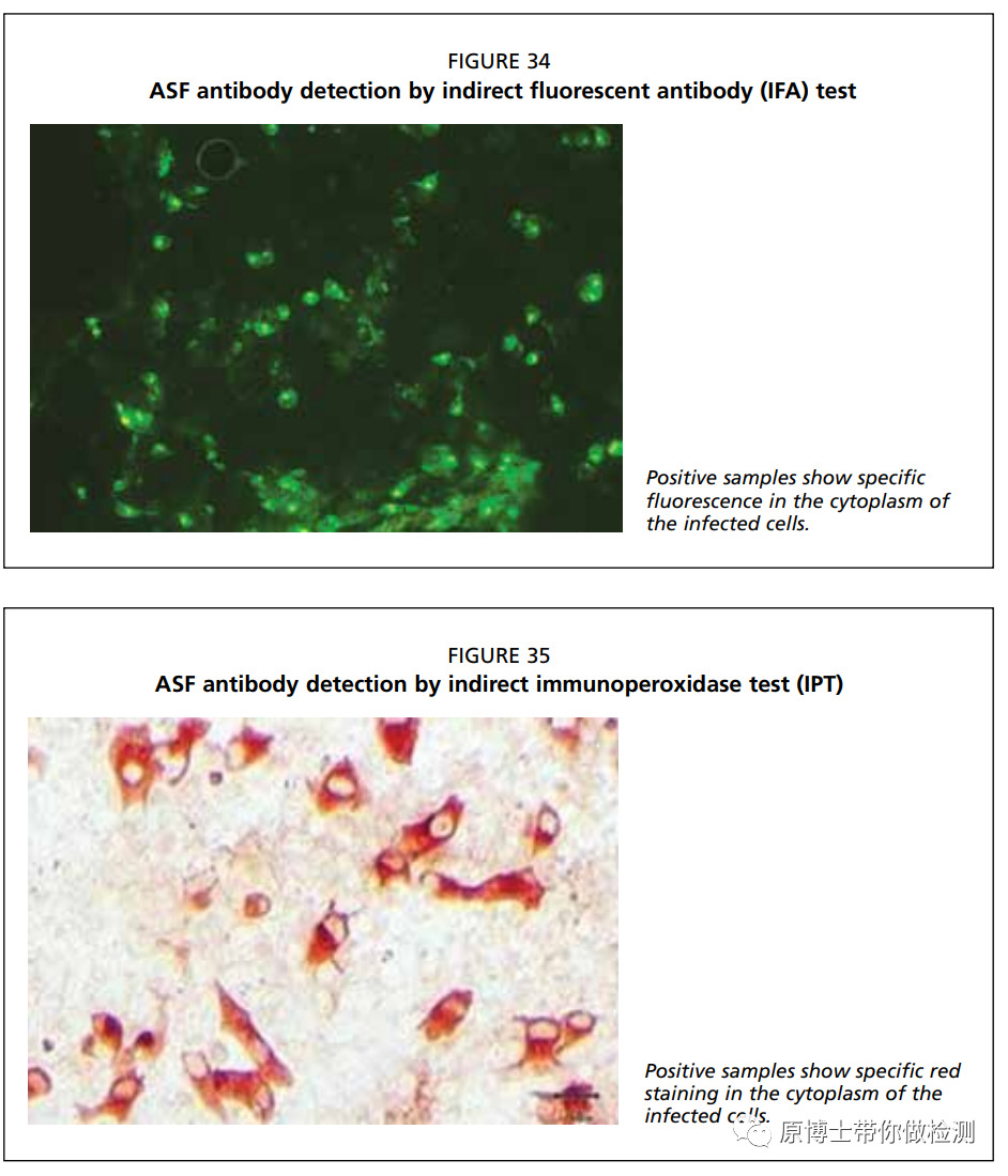 有33种,你知道选择哪一款非洲猪瘟病毒抗体检测试剂盒吗?这里有答案