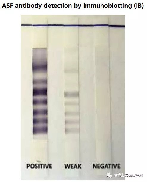 有33种,你知道选择哪一款非洲猪瘟病毒抗体检测试剂盒吗?这里有答案