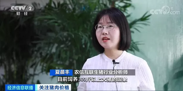 押宝大体猪，生猪价格却一路下行！如何应对猪周期下行，国家打出“组合拳”