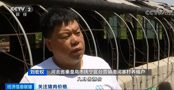 押宝大体猪，生猪价格却一路下行！如何应对猪周期下行，国家打出“组合拳”