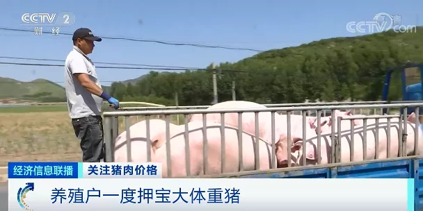 押宝大体猪，生猪价格却一路下行！如何应对猪周期下行，国家打出“组合拳”