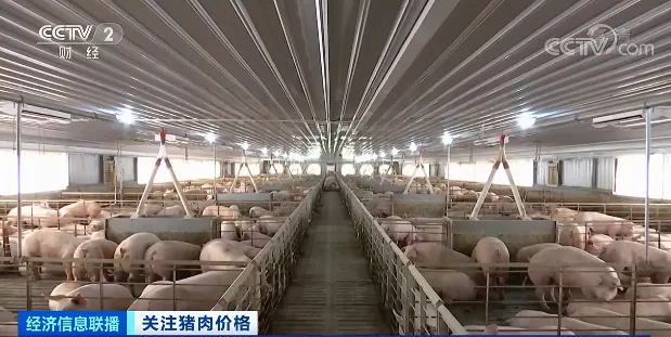押宝大体猪，生猪价格却一路下行！如何应对猪周期下行，国家打出“组合拳”
