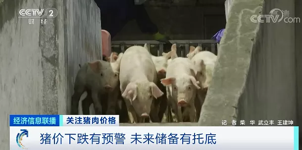 押宝大体猪，生猪价格却一路下行！如何应对猪周期下行，国家打出“组合拳”