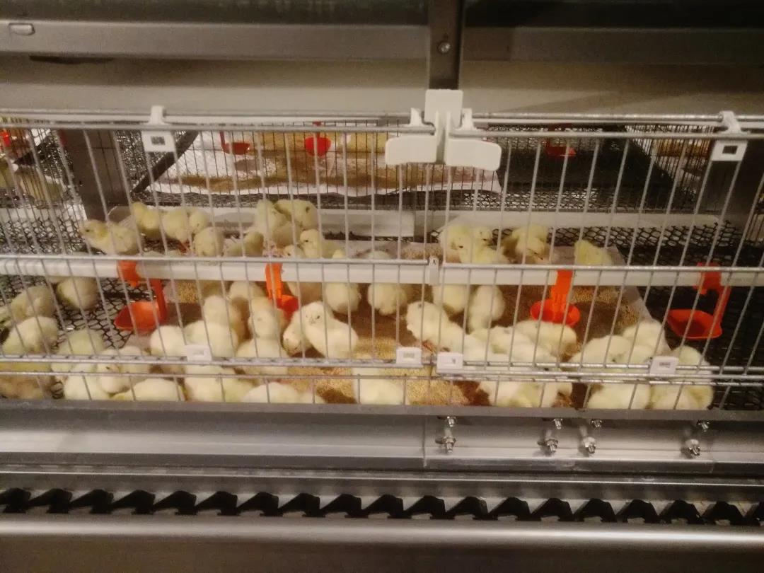 晓鸣雏鸡首次落户西藏