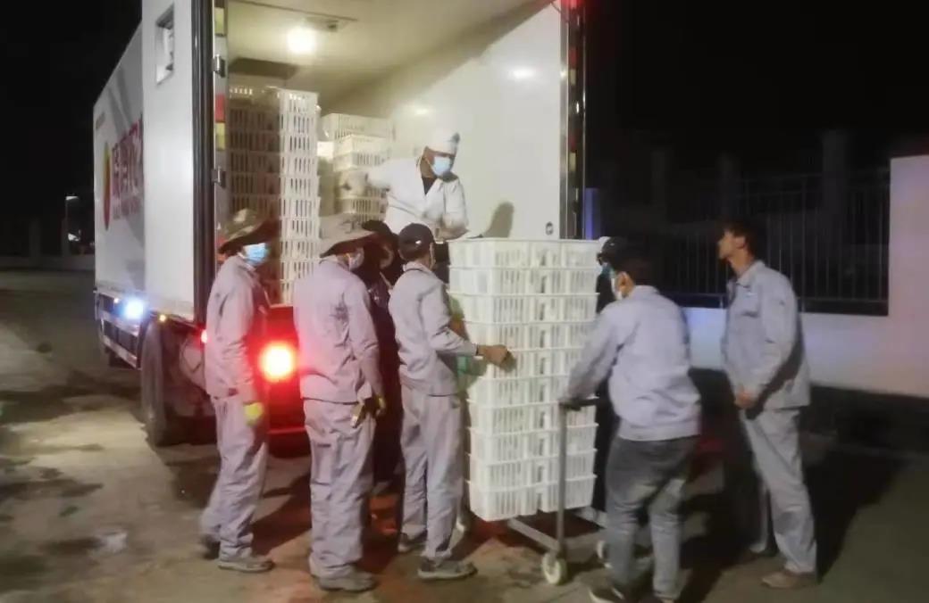 晓鸣雏鸡首次落户西藏