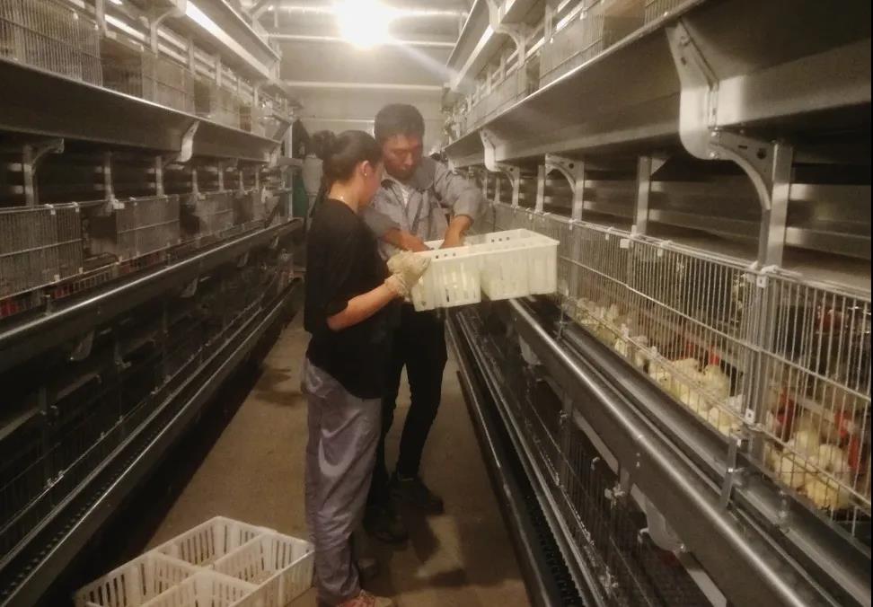 晓鸣雏鸡首次落户西藏