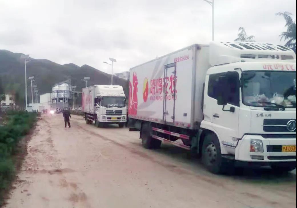 晓鸣雏鸡首次落户西藏