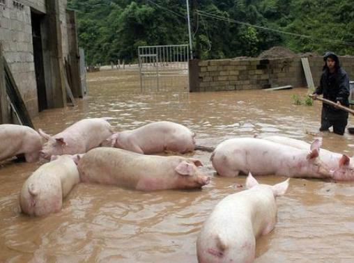 水灾过后如何彻底消毒？怎么预防生猪患病？泡水的饲料还能不能投喂？