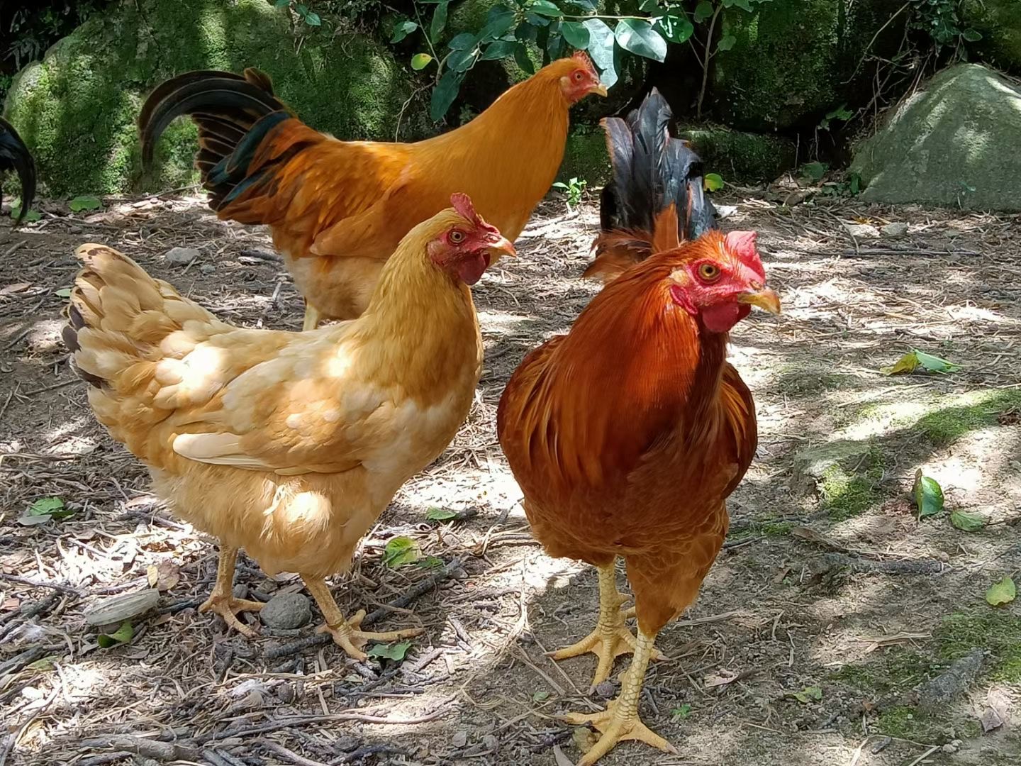 2023年12月肉鸡生产和市场形势分析及展望