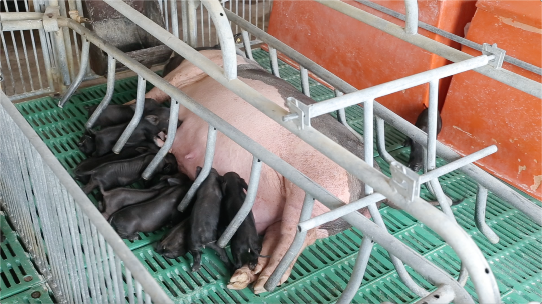 北大毕业生养猪卖肉，有着光明的前途