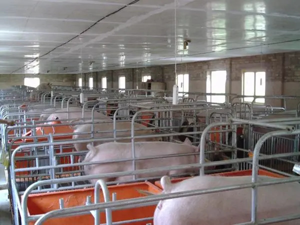 贵阳十条措施！引纯种能繁母猪补1500元/头，启1200吨猪肉收储