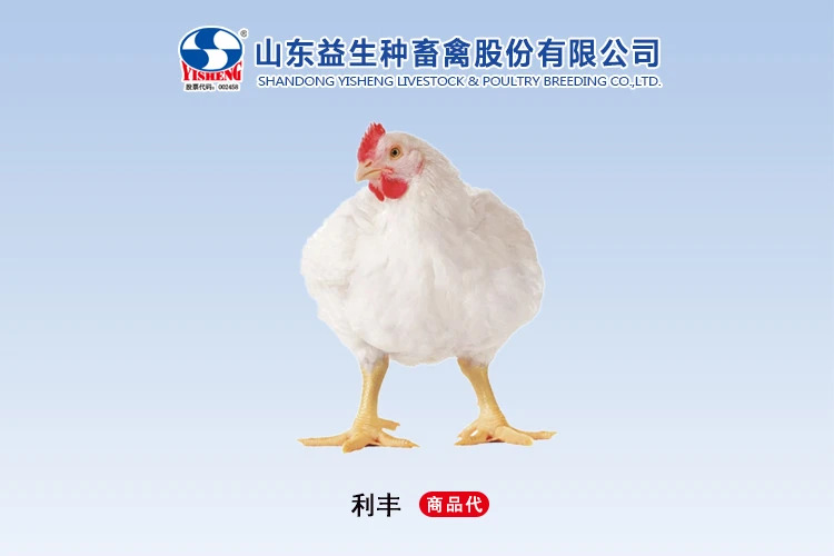 益生股份的利丰父母代和商品代产品特点