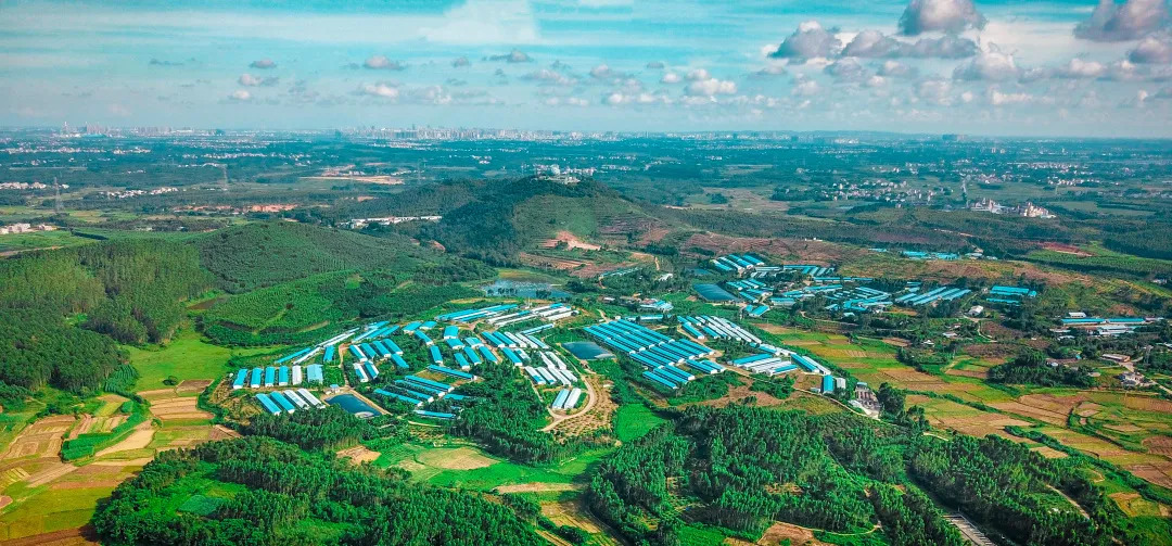 北大毕业生养猪卖肉，有着光明的前途