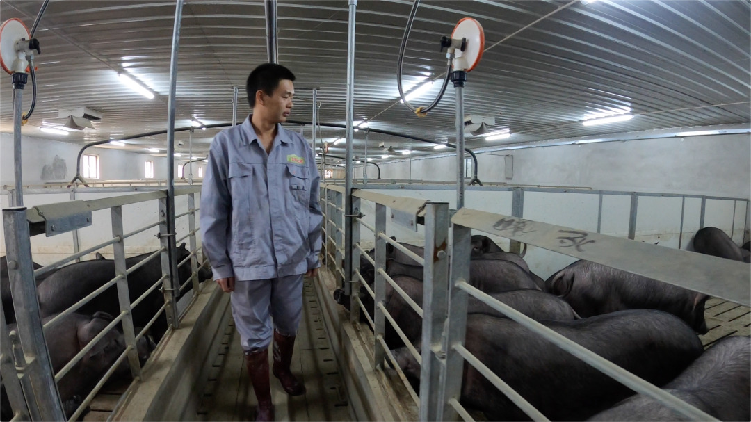 北大毕业生养猪卖肉，有着光明的前途