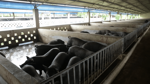 北大毕业生养猪卖肉，有着光明的前途