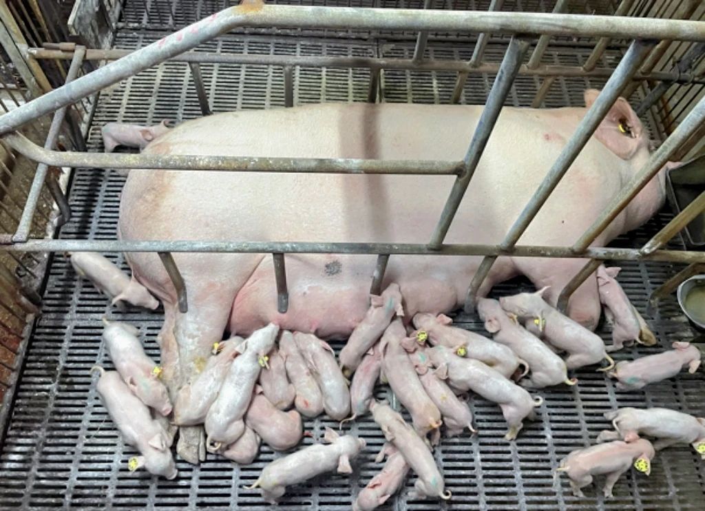 前3家企业市场占有率已接近20%,前30家超过40%,生猪规模化趋势引发争议