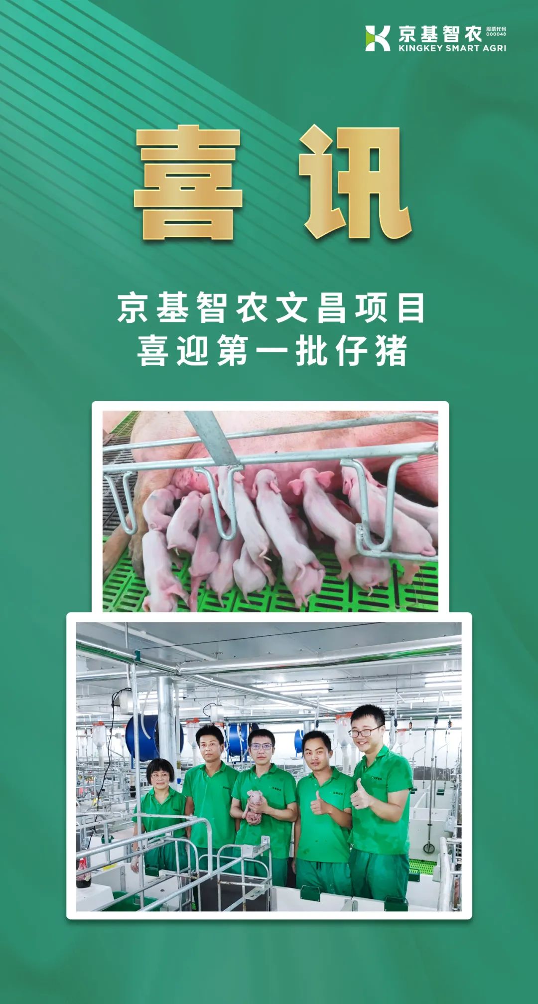 京基智农：高州楼房养猪项目已竣工交付，文昌项目喜迎第一批仔猪