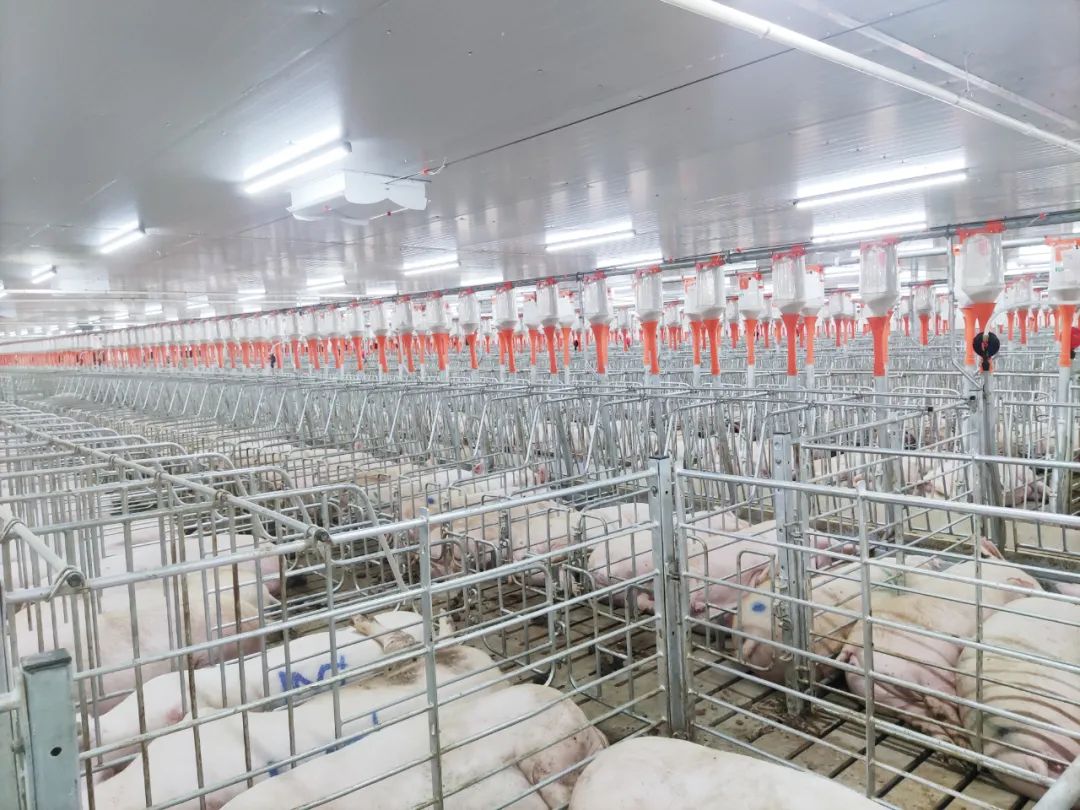 京基智农：高州楼房养猪项目已竣工交付，文昌项目喜迎第一批仔猪