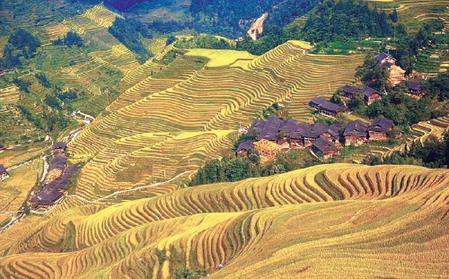 2021.9.28-今日猪价东北华北上涨,猪粮比跌进一级预警国家启动临时收储,仔猪价格连跌27周至14元,多家猪企荣登2021中国企业500强