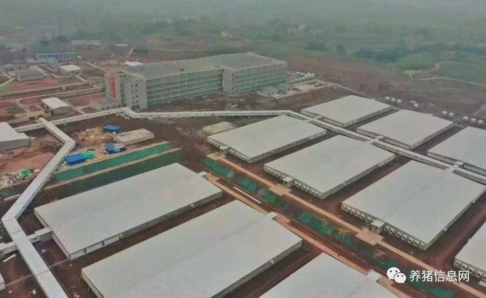 温氏何晓明：新型养殖小区的现状以及问题