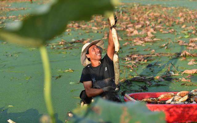 收获，在希望的田野上——写在2021年中国农民丰收节