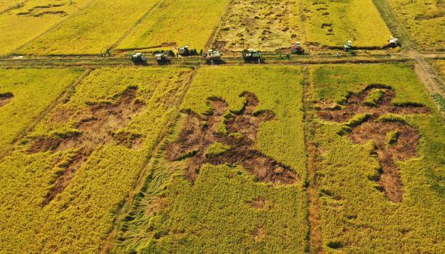 收获，在希望的田野上——写在2021年中国农民丰收节