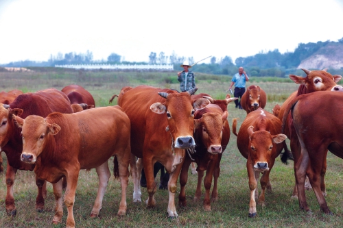 2025年10月国内牛羊肉市场行情分析——牛羊肉价格保持上涨