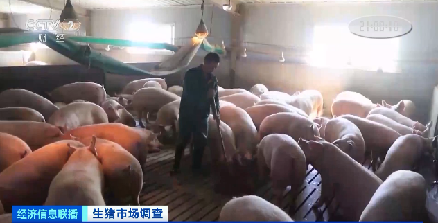 多处龙头猪企猪场“烂尾”！8个月价格降90%，仔猪150元一只都难卖！本轮猪周期拐点来了吗？