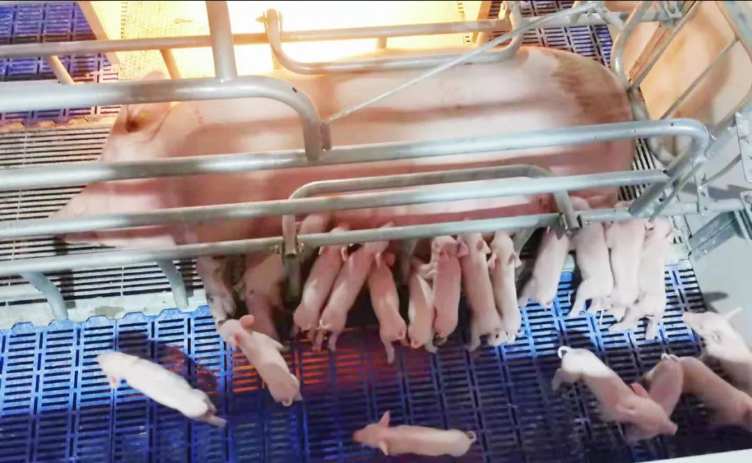 2021.10.31-今日猪价多数省转跌,继续震荡,预计春节前可能到成本线略盈利;傲农净亏5亿元同减200%养殖成本增2倍多,正邦育种再传佳绩,新五丰新建生猪项目