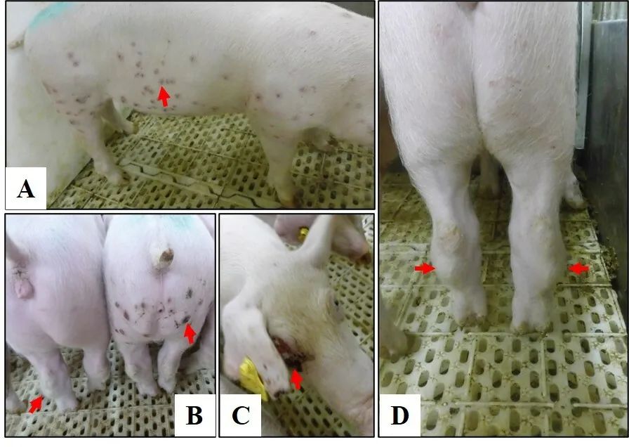 哈兽研:我国出现基因I型非洲猪瘟病毒,及其毒力研究和来源分析