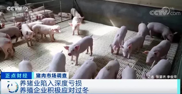 养一头猪亏上千元！养殖企业9个月赔掉10年利润！猪价何时会见底？