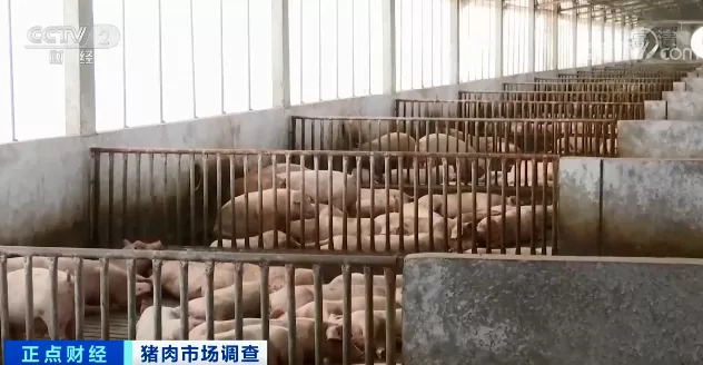 养一头猪亏上千元！养殖企业9个月赔掉10年利润！猪价何时会见底？