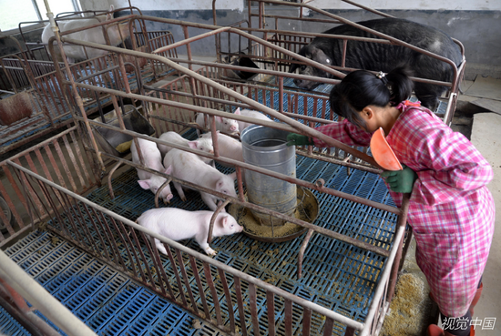 湖南上百个猪场“烂尾”，仔猪当烤乳猪贱卖，生猪市场进入“寒冬”，猪肉股票价格却上涨