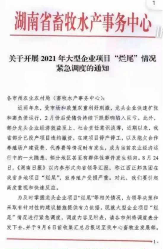 湖南上百个猪场“烂尾”，仔猪当烤乳猪贱卖，生猪市场进入“寒冬”，猪肉股票价格却上涨