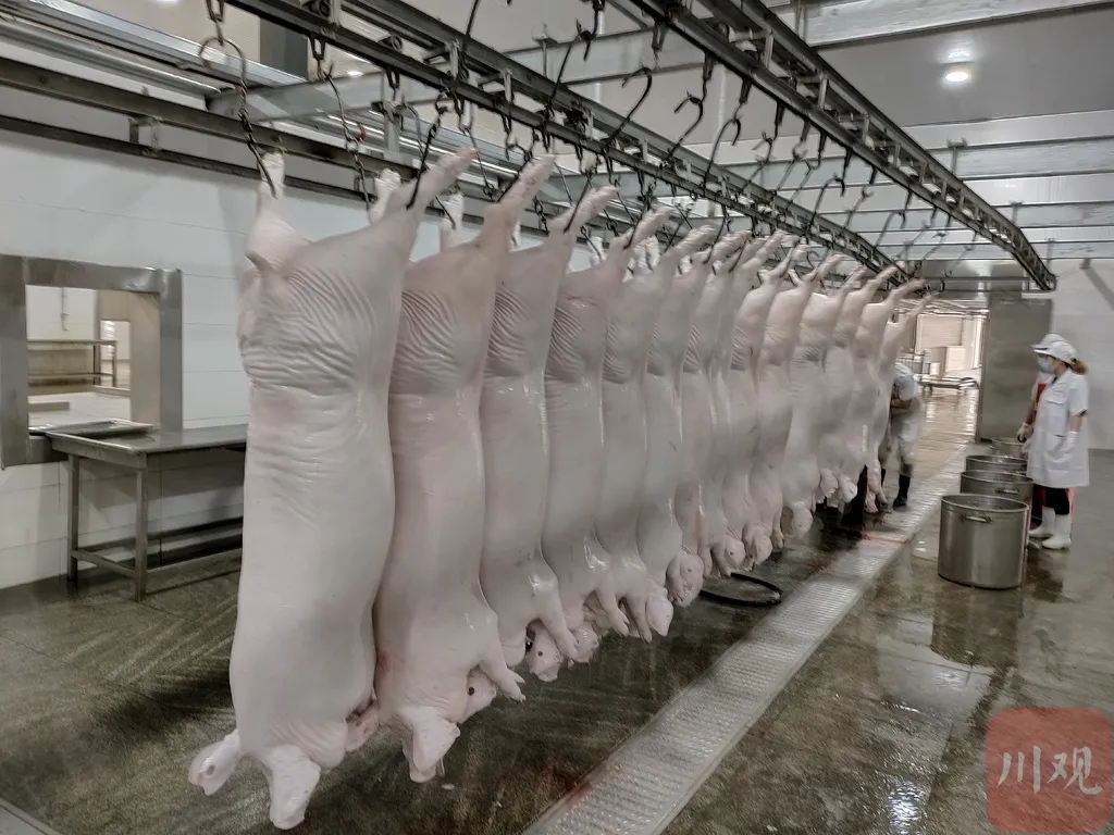 杀年猪要被取消？村民杀猪吃肉成本要增加？官方回应来了