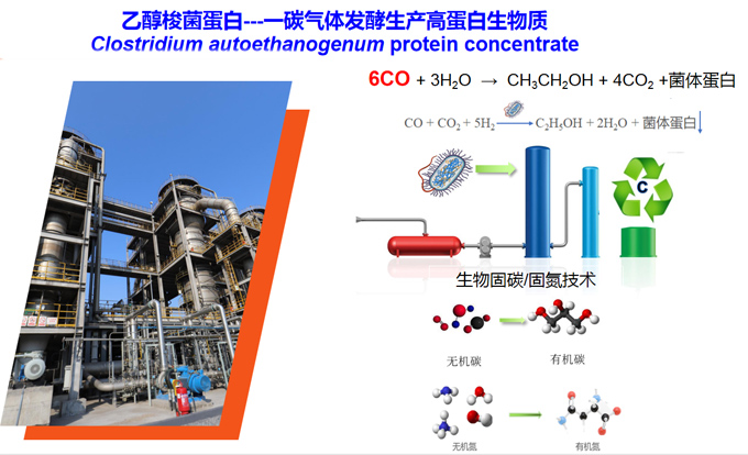 养鸡养猪不再费粮了，国际上首次实现从一氧化碳到蛋白质的合成，并已经形成万吨级的工业生产能力