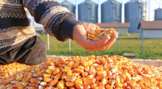 2022年9月中国玉米供需形势分析